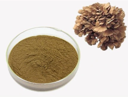 Factory Supply Maitake Mushroom Extract 10%-50% Polysaccharides