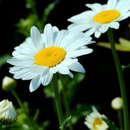 استخراج پیریتروم 25٪ 50٪ 70٪ پیریترینز آفت کش طبیعی برای کنترل آفات سازگار با محیط زیست