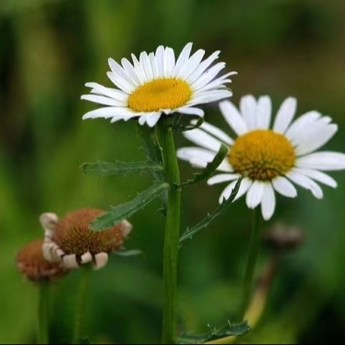 استخراج پیریتروم 25٪ 50٪ 70٪ پیریترینز آفت کش طبیعی برای کنترل آفات سازگار با محیط زیست