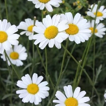 استخراج پیریتروم 25٪ 50٪ 70٪ پیریترینز آفت کش طبیعی برای کنترل آفات سازگار با محیط زیست