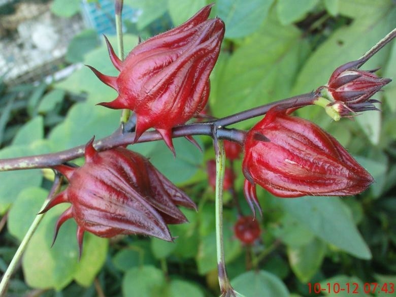 عصاره گیاهی گل ختمی قرمز برای محصولات برتر