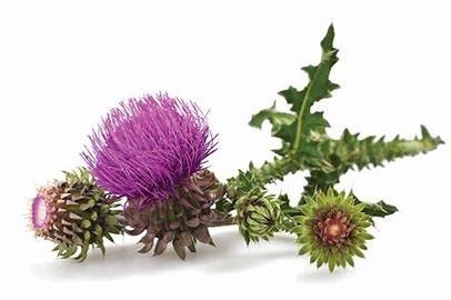 گیاه گیاهی دود آویزان استخراج ۸۰٪ سیلیمارین ۰ نگهبان طبیعت برای سلامت کبد و سم زدایی
