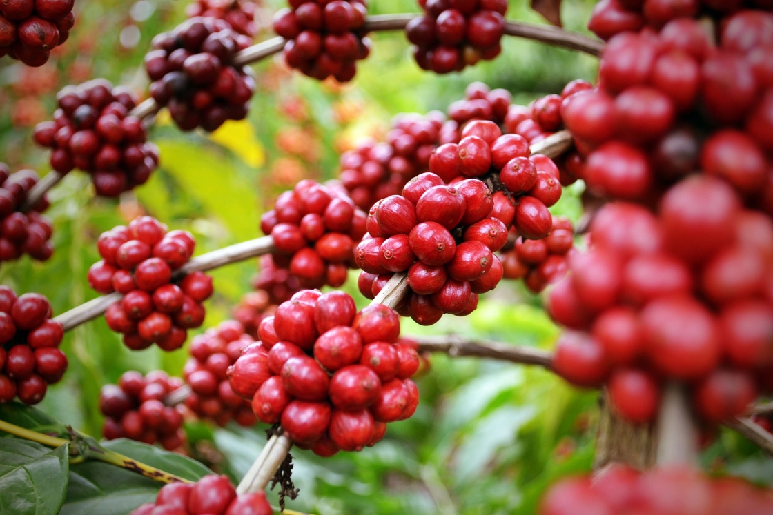سلامت خود را با عصاره گیاهی طبیعی SA-Herbal Schisandra Berry Extract 10:1 بهبود ببخشید