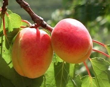 آمیگدالین طبیعی 98٪ کریستال سفید پودر بادام تلخ عصاره دانه های کباب تلخ برای میانگین دارویی