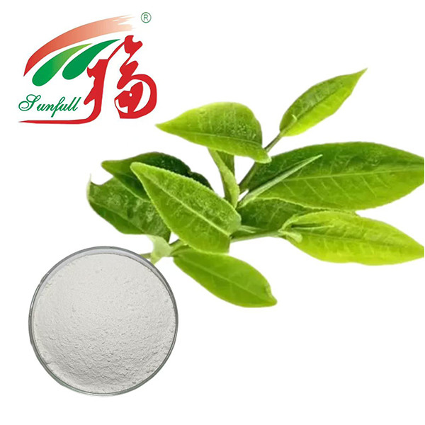 قدرت آنتی اکسیدان نهایی! 98٪ EGCG عصاره چای سبز - سپر طبیعت برای حیات