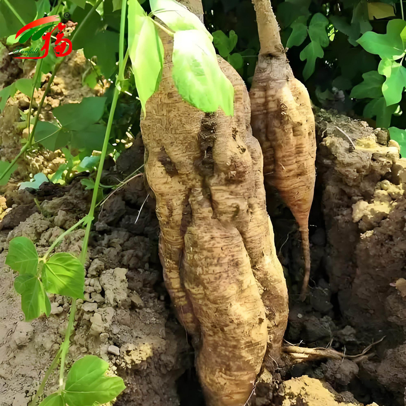 عصاره ریشه کدو چینی کارخانه طبیعی با 25% 60% 98% برای گزینه
