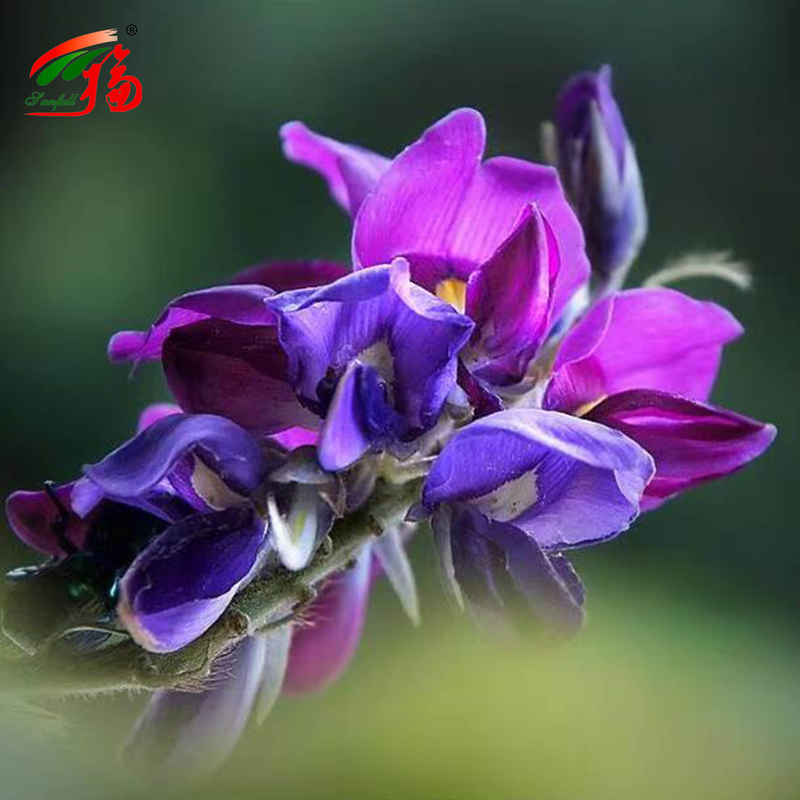 عصاره ریشه کدو چینی کارخانه طبیعی با 25% 60% 98% برای گزینه