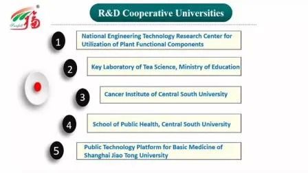 پودر استخراج Marasmius Androsaceus با کیفیت بالا با اندازه 80 میش 2 سال عمر و ظرفیت تولید 20 تن در سال