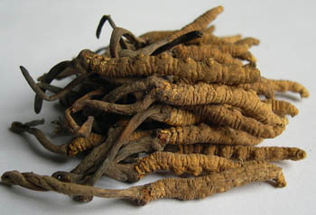 پودر عصاره Cordyceps Sinensis با 10% پلی ساکارید برای غذای عملکردی ضد آسم در پودر زرد قهوه ای ریز