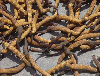 پودر عصاره Cordyceps Sinensis با 10٪ پلی ساکارید برای ضد التهاب پودر زرد قهوه ای نازک