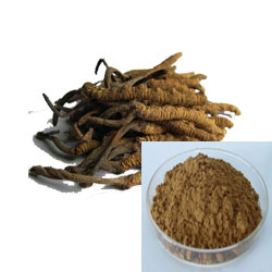 پودر قهوه ای زرد ریز عصاره Cordyceps Sinensis درجه غذایی برای محصولات مراقبت های بهداشتی