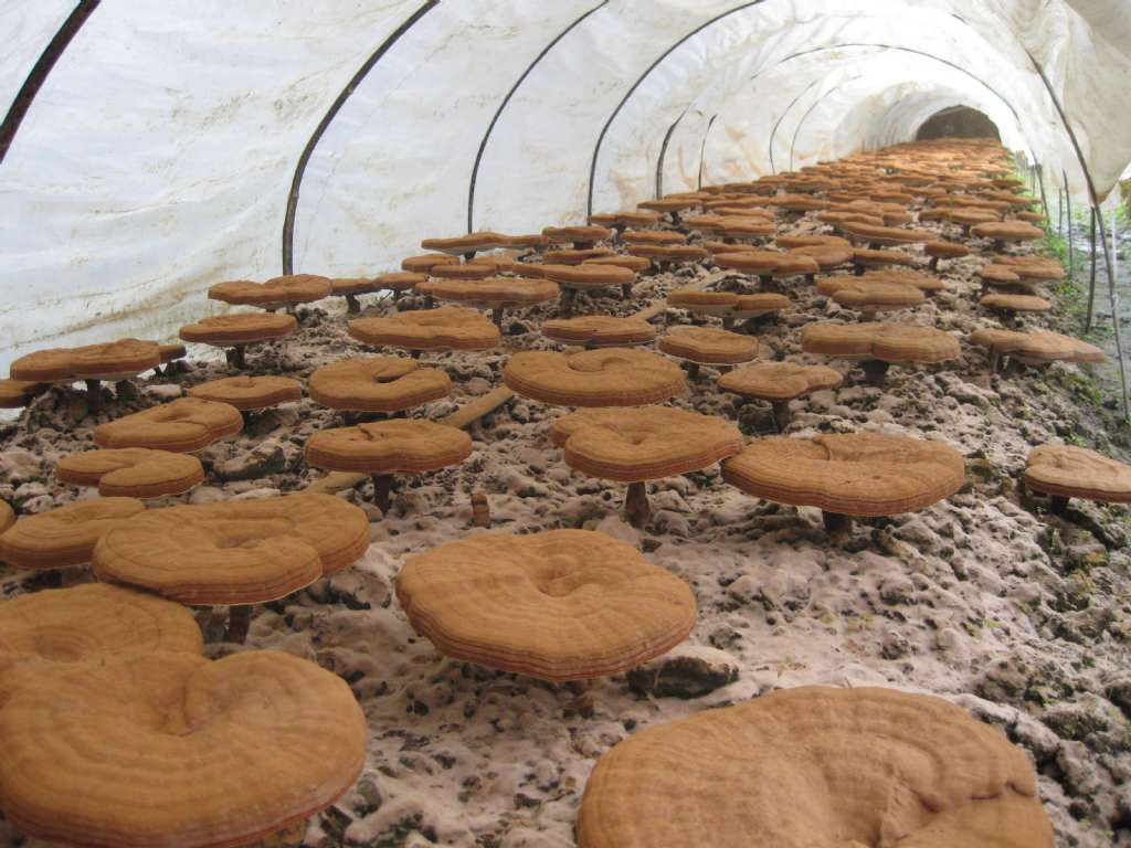 ریشی قارچ استخراج 50٪ پلی ساکارید از بدن میوه برای مواد غذایی کاربردی و محصولات مراقبت های بهداشتی