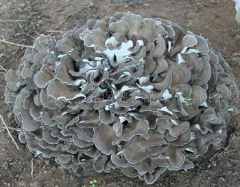 Fine Brown Yellow Maitake Mushroom Extract Powder with 20% Polysaccharides for Functional Food and Health Care Products to Enhance Immunity and Anti-tumor Activity