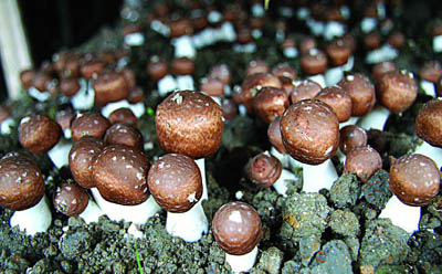 پودر عصاره Agaricus Blazei با 30٪ پلی ساکارید برای مواد غذایی کاربردی و محصولات مراقبت های بهداشتی