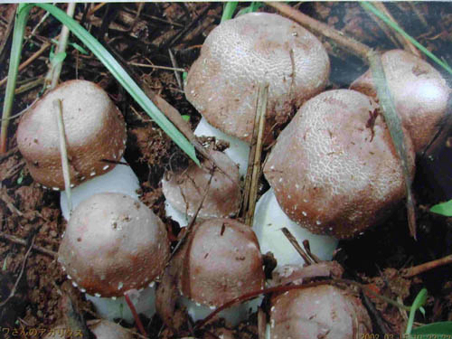 پودر عصاره Agaricus Blazei با 20٪ پلی ساکارید برای مواد غذایی کاربردی و محصولات مراقبت های بهداشتی