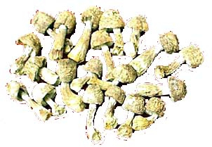 پودر عصاره Agaricus Blazei با 20٪ پلی ساکارید برای مواد غذایی کاربردی و محصولات مراقبت های بهداشتی