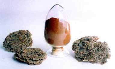 عصاره قارچ کوریولوس ورسیکالر با 50% پلی ساکارید برای غذای عملکردی جهت تنظیم سطح قند خون و کاهش خلط