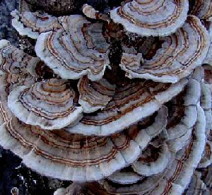 عصاره Coriolus Versicolor 20٪ پلی ساکارید برای مواد غذایی کاربردی با تنظیم قند خون و کاهش بلغم