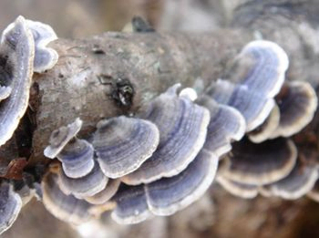 استخراج Coriolus Versicolor 30٪ پلی ساکارید برای مواد غذایی کاربردی با خواص ضد سرطان برای تنظیم قند خون و کاهش فلو