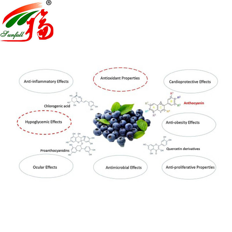 Factory Direct Sales Bilberry Extract 25% Anthocyanidins (UV-VIS) for Food and Health Supplements