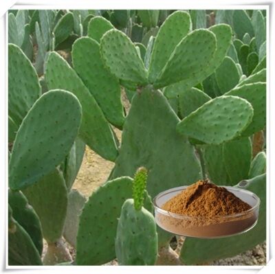 عصاره کاکتوس (ساقه، میوه و برگ) - عصاره گیاهی طبیعی مرطوب کننده و آنتی اکسیدان برای مراقبت از پوست، لوازم آرایشی و محصولات کاربردی
