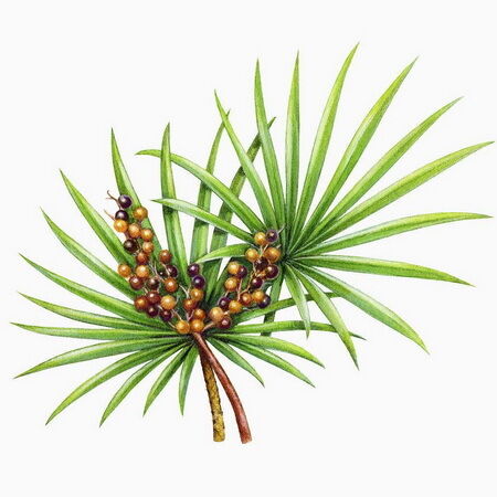 عصاره ساو پالمتو با قدرت بالا 45% اسیدهای چرب (Serenoa Repens) - کنسانتره ممتاز برای سلامت پروستات و فرمولاسیون‌های پیشرفته