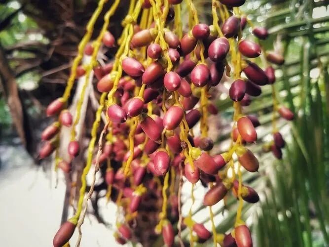عصاره ساو پالمتو با قدرت بالا 45% اسیدهای چرب (Serenoa Repens) - کنسانتره ممتاز برای سلامت پروستات و فرمولاسیون‌های پیشرفته