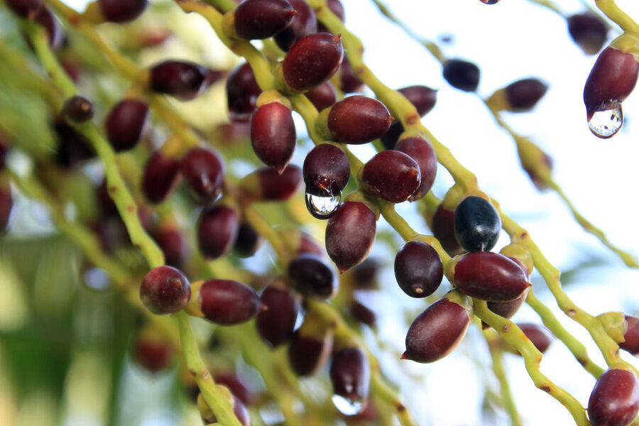 عصاره ساو پالمتو با قدرت بالا 45% اسیدهای چرب (Serenoa Repens) - کنسانتره ممتاز برای سلامت پروستات و فرمولاسیون‌های پیشرفته