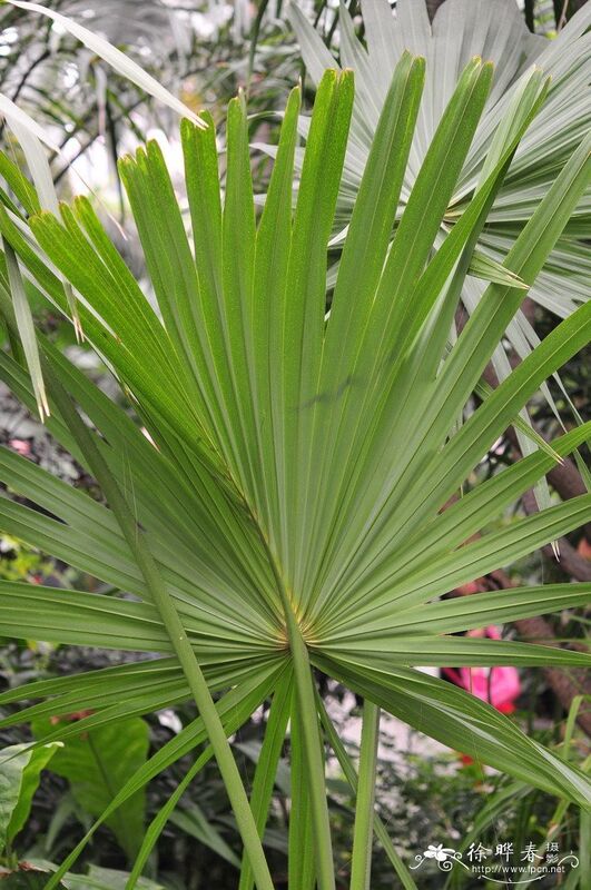 عصاره ساو پالمتو با قدرت بالا 45% اسیدهای چرب (Serenoa Repens) - کنسانتره ممتاز برای سلامت پروستات و فرمولاسیون‌های پیشرفته