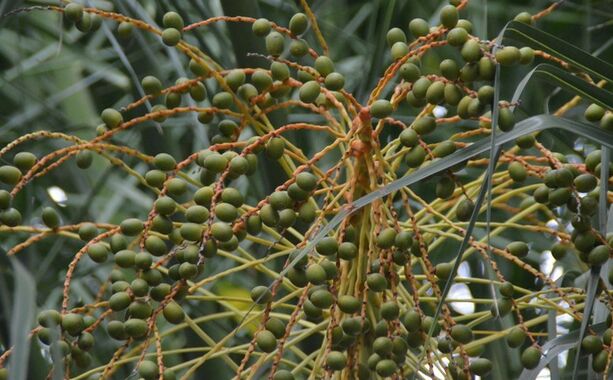 عصاره ساو پالمتو با قدرت بالا 45% اسیدهای چرب (Serenoa Repens) - کنسانتره ممتاز برای سلامت پروستات و فرمولاسیون‌های پیشرفته