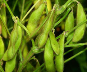 پودر عصاره ایزوفلاون های سویا – فیتواستروژن طبیعی از سویا برای کاربردهای غذایی و غذایی کاربردی