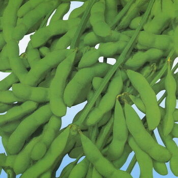 پودر عصاره ایزوفلاون های سویا – فیتواستروژن طبیعی از سویا برای کاربردهای غذایی و غذایی کاربردی