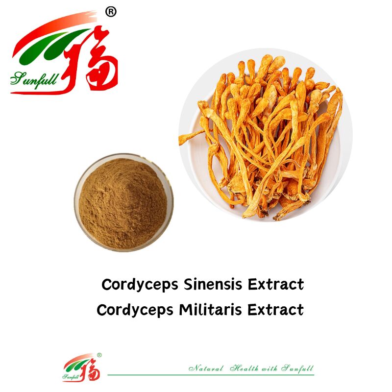مکمل های غذایی Hunan Sunfull Agaricus Subrufescens/Hericium Erinaceus/Antrodia/Cordyceps Sinensis/Coriolus Versicolor/پودر عصاره قارچ