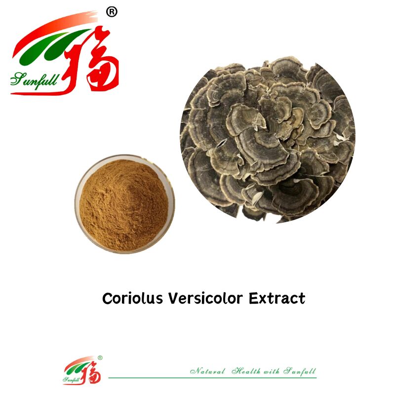 مکمل های غذایی Hunan Sunfull Agaricus Subrufescens/Hericium Erinaceus/Antrodia/Cordyceps Sinensis/Coriolus Versicolor/پودر عصاره قارچ
