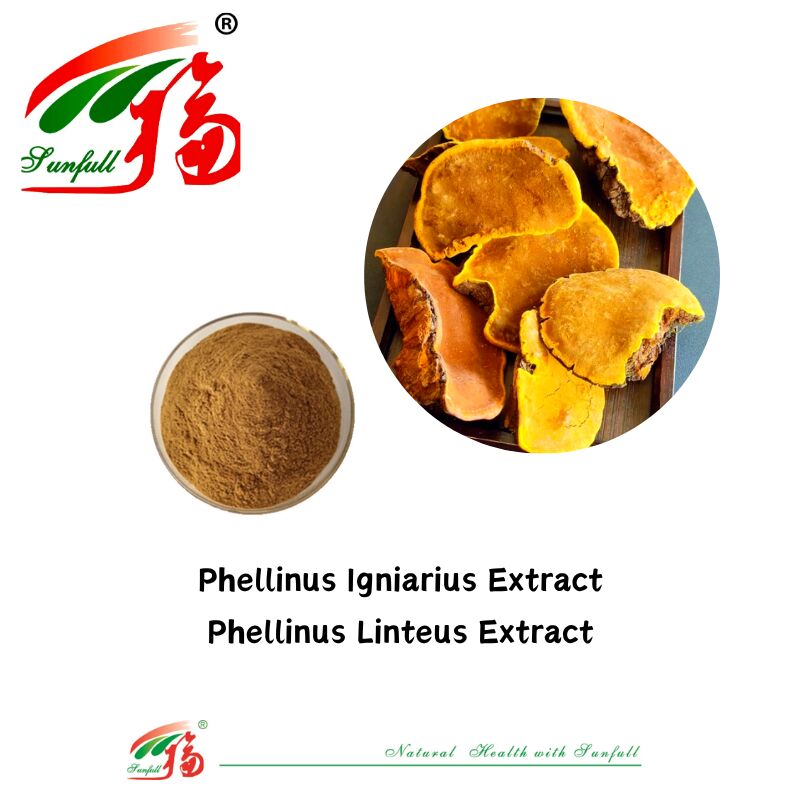 ماده طبیعی ارگانیک مکمل های غذایی پلی ساکارید 10-30٪ Phellinus Igniarius /Ganoderma Lucidum /Chaga / Maitake / Shiitake Mushroom Extract Powder
