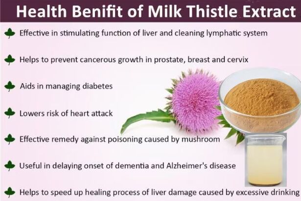 پودر گیاه خار مریانوم گیاهی خار مریم 30% Silybins HPLC UV 40% ~ 80% لیپوزوم 40% - 80% سیلیمارین عصاره خار مریم برای سلامت کبد