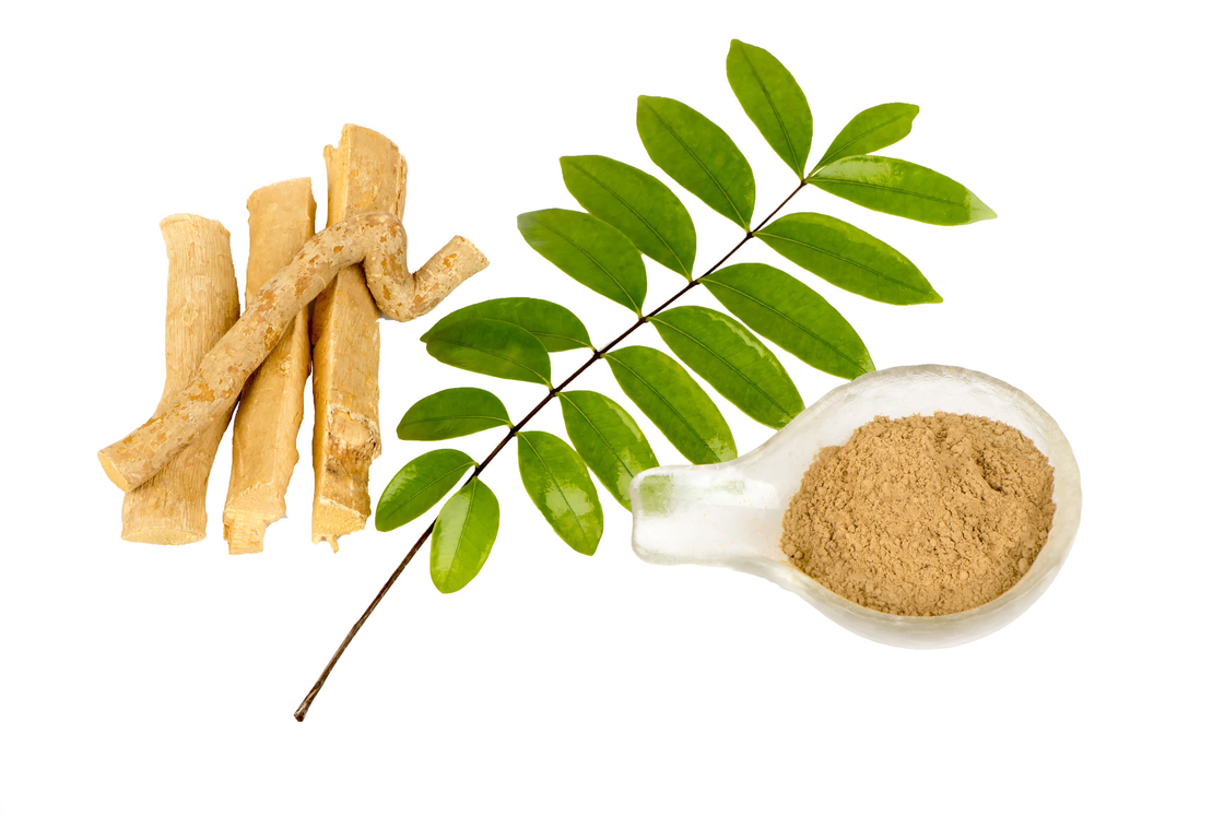 پودر عصاره ریشه Tongkat علی 0.5٪ Eurycomanone برای فعالیت ضد تب