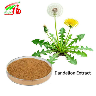 Dandelion Extract Dandelion Powder for Liver Health Flavonoids